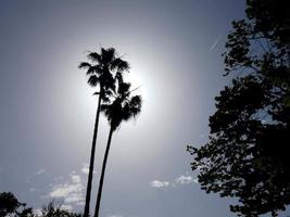 palm trees silhouetted against a blue sky background photo