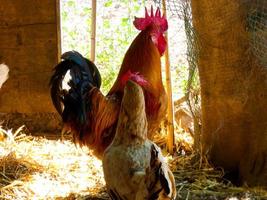 Semi-free-range, organic and healthy hens photo