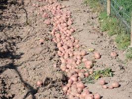 potatoes freshly harvested and left in the furrow to be packed in sacks or in boxes photo