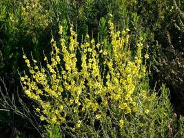 yellow wildflowers in the Mediterranean area of Catalonia, Spain photo