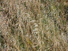 Dry grass on the sides of a road in the Mediterranean area of Catalonia, Spain. photo