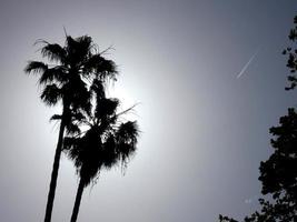 siluetas de palmeras contra un fondo de cielo azul foto