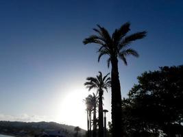 Backlit tropical palm trees against a sky background photo