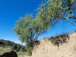 almond tree with almonds at the beginning of the summer on a mountain road photo