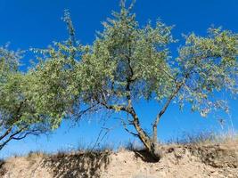 almendro con almendras a principios del verano en una carretera de montaña foto