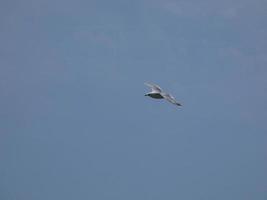 gaviota volando sobre el mar azul en el mar mediterráneo foto