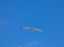 Seagulls on the rocks of the coast with sea bottom photo