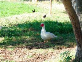 White-feathered goose in a farm garden photo