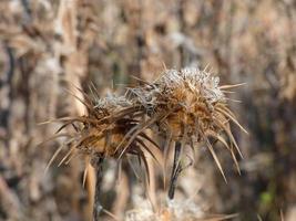 mediterranean flowers and plants in early summer photo