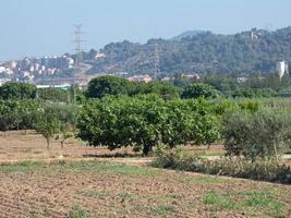 Small orchards in the proximity of a big city photo