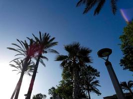 Backlit tropical palm trees against a sky background photo