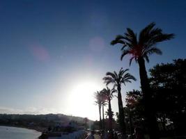 Backlit tropical palm trees against a sky background photo