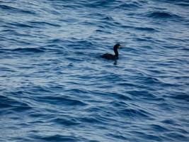 Seabird waiting for a catch, perched on a calm blue blue sea photo