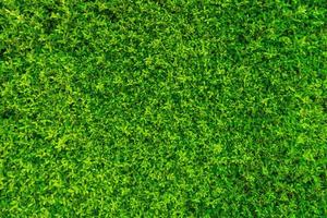 Backdrop texture of green leaves natural wall. photo