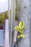 Close up of young leaves branch in spring. Fresh leaves and branches on a tree trunk during springtime. Variation and brave concept. Copy space for adding content. photo