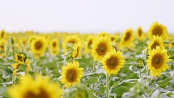 Flowering sunflowers at cloudy day photo