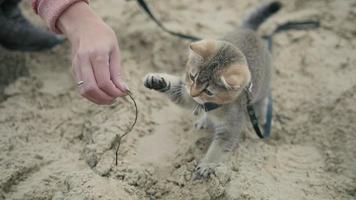 gato atigrado británico de pelo corto en el cuello caminando sobre la arena al aire libre - juega con la mano de una mujer, de cerca foto