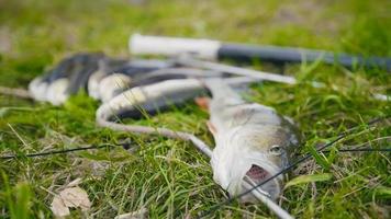 Freshwater Fish at grass after underwater hunting in forest river photo