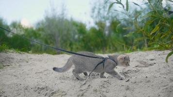 British Shorthair Tabby cat in collar walking on sand photo