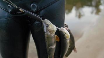 el pescador de lanza muestra peces de agua dulce en el cinturón submarino después de cazar en el río forestal foto