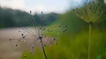 primer plano de las plantas cerca del río del bosque foto