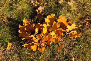 Big beautiful leaves of oak tree lie on grass, beautiful autumn background, place for text. Selective focus photo