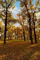 Autumn lanscape with oak grove in september photo