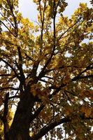 Autumn lanscape with oak grove in september photo