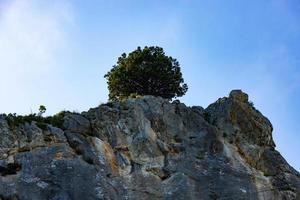 A lone tree on a marbled limestone rock against a blue sky. scenery. photo