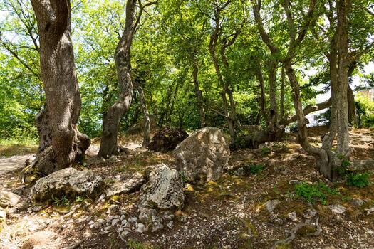 A dense mountainous green forest with large gray limestone stones. photo