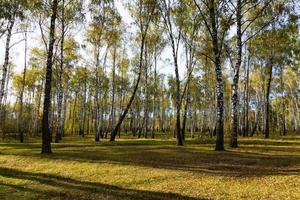 Autumn forest landscape of birch grove with bushes and trail. photo