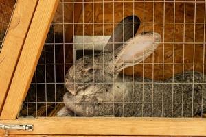 Domestic rabbits in cages. Content, breeding in captivity. photo