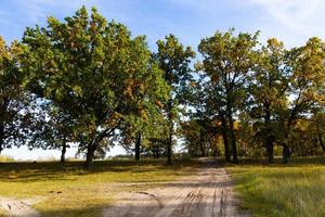 Autumn lanscape with oak grove in september photo