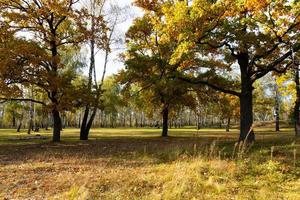 Autumn lanscape with oak grove in september photo