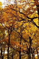 Autumn lanscape with oak grove in september photo