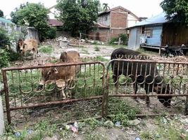 celebraciones de eid al-adha sacrificando vacas foto