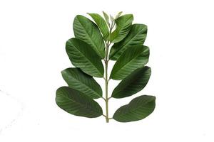 Guava leaves isolated on a white background photo