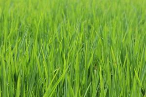 Rice leaves, Green field, Green background photo