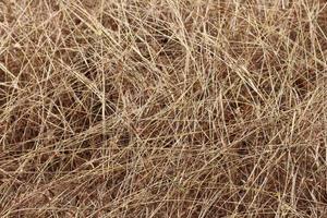 Texture of wilted Grass, Dry grass background photo