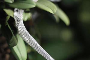 Snake stain on orchid with green blurred background photo