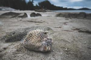 cadáver de pez globo de muerte en la playa. foto