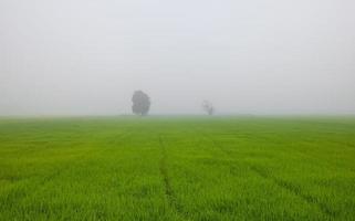 One big tree in the rice paddy field with thick fog. photo