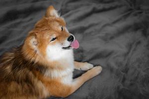 el perro japonés shiba inu se acuesta en la cama y muestra la lengua. lindo perro shiba inu esponjoso. foto