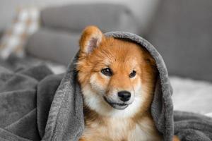 Portrait of a shiba inu puppy. Japanese shiba inu dog. The dog lies on the couch in a cute and cozy home. The puppy is covered with a blanket and tries to sleep. Beautiful and cute puppy. Puppy ear photo