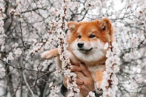 Shiba inu puppy in spring white flowers. Portrait of a cute Japanese dog. Red dog. photo