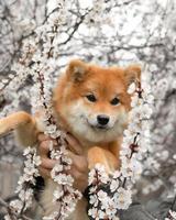 cachorro shiba inu en flores blancas de primavera. retrato de un lindo perro japonés. perro rojo. foto