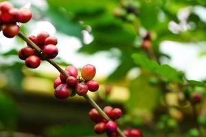 primer plano de granos de café maduros en el árbol, ramas de bayas rojas, fondo borroso. foto