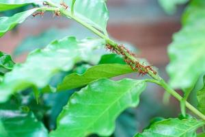 Red ant are walking on green branches or green leaves and help each other find food. photo