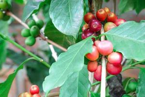 Close up of ripe coffee beans on tree, red berry branches, blurred background. photo