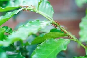 Red ant are walking on green branches or green leaves and help each other find food. photo